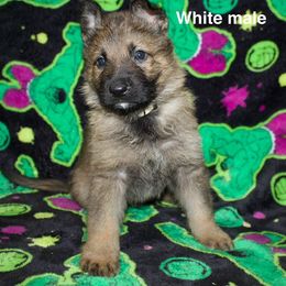 German Shepherd Puppies from Von Der Havier German Shepherds