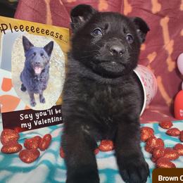 Brown Collar Male - Black male German Shepherd puppy in Cadet, Missouri from Working Valley Shepherds