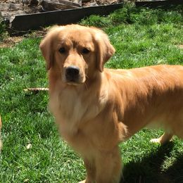 Savvy - Golden Retriever