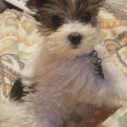 Biewer Terriers and Yorkshire Terriers from Terry's Terriers