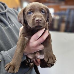 Solstice - Red Collar - Chocolate male Labrador Retriever puppy in Boyd, Minnesota from Lindley Labradors