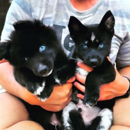 Pomsky Puppies from Ponderosa Pomskies