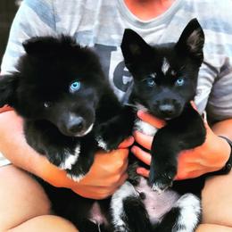 Pomsky Puppies from Ponderosa Pomskies