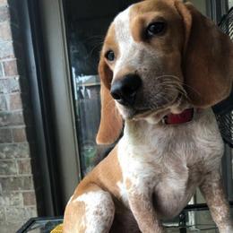 Bucky - Beagle