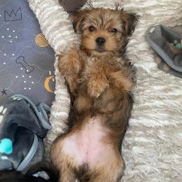 Morkie and Shorkie Puppies from Massachusetts Morkies