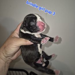 Caty - Brindle female Boxer puppy in Pine River, Wisconsin from Jenks Boxers