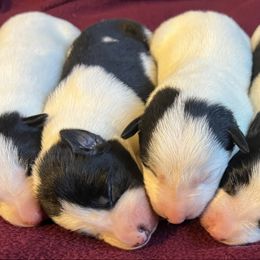 Boy 2 - Bode - Tri-color male Border Collie puppy in Liverpool, Pennsylvania from Breezy Acres Stock & Sporting Dogs