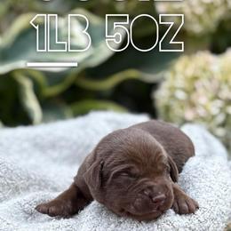 Josie - Chocolate female Labrador Retriever puppy in Puyallup, Washington from 12 Door Farm Labradors