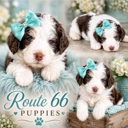 Girl 2, Jersey - Brown and white female Bernedoodle puppy in Delphos, Ohio from Route 66 Poodles & Doodles, Sapphire Shih-tzu's of Ohio