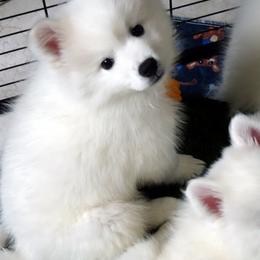 GOLD - Rembrandt REMI - White male American Eskimo Dog puppy in Redlands, Ca, Usa, California from Tribe of Aryelle