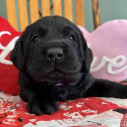 Girl 1 - Black female Labrador Retriever puppy in North East, Pennsylvania from Newara’s Dog House LLC
