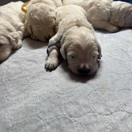 Green Collar Boy - Light golden male Golden Retriever puppy in Cleveland, Georgia from JLB's Yonah Goldens