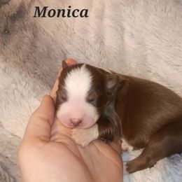 Australian Shepherd Puppies from Van Huitt Australian Shepherds