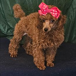 Red Candy - Red  female Poodle puppy in Willis, Texas from Golden's Poodles