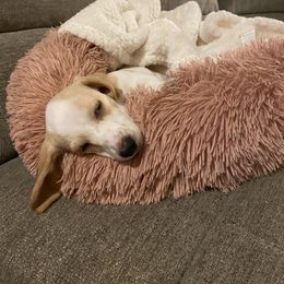 Dachshund Puppies from HP Dachs