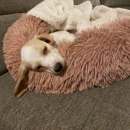 Dachshund Puppies from HP Dachs