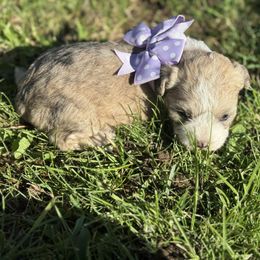 Girl 3 - Merle female Shihpoo puppy in Junction, Utah from Sugar Doodles