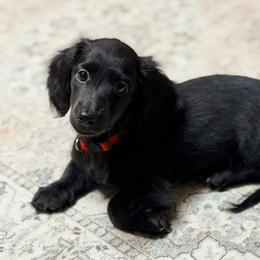 Red Boy - Black male Dachshund puppy in Alba, Texas from Kelbe’s Dachshunds