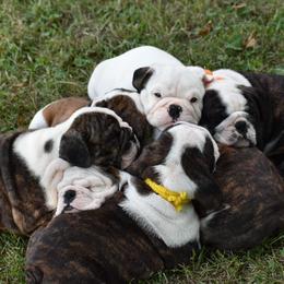 Bulldogs and Mastiffs from Weiler’s Gentle Giants