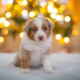 Toad - Red merle male Miniature American Shepherd puppy in Niles, Michigan from Impression Dogs
