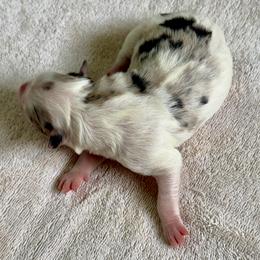 Luna - White and blue merle female Border Collie puppy in Rickman, Tennessee from Roaring River Border Collies