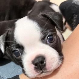 Pink - Black and white female Boston Terrier puppy in Hialeah, Florida from K&N Boston Paws