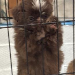 Shih Tzu Puppies from Staci Fidler