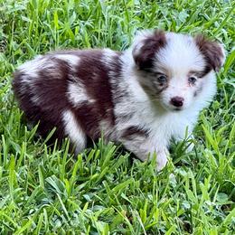 D'arcy - Red merle female Miniature Australian Shepherd puppy in Patterson, North Carolina from DreamLine Aussies