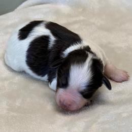 Sazz - Parti female Miniature Schnauzer puppy in Brundidge, Alabama from Deez Pups Magnificent Schnauzers