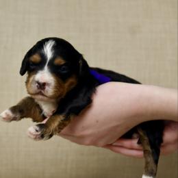 Aunt May - Tri-color female Bernedoodle puppy in Murray, Utah from Sun Valley Doodles