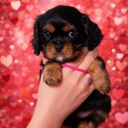 Berry Female - Black and tan female Cavalier King Charles Spaniel puppy in Great Bend, Kansas from Bridgeford Cavaliers