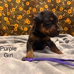 Purple Girl - Black and rust female Doberman Pinscher puppy in Knox, Indiana from Double River Dobermans