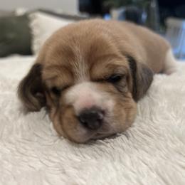Finn - Red and white male Beagle puppy in Brownsboro, Texas from Willow Bark Beagles