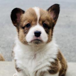 Pembroke Welsh Corgi Puppies from Trowbridge Corgis