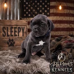 Sleepy - Gray brindle male Cane Corso puppy in El Paso, Texas from PaPaws Gotta Love It Kennels
