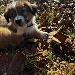 Honey - Sable and white female Old Time Scotch Collie puppy in Alexander, North Carolina from The Fiddlesticks Farm