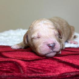Buddy - Apricot male Goldendoodle puppy in Woodburn, Indiana from Lengachers Cuddly Doods