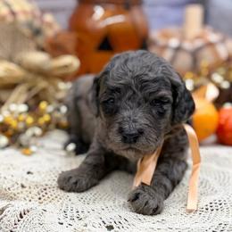 Pearl - Merle female Goldendoodle puppy in Lisbon, Ohio from Willow Lane Doodles