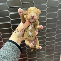 Joy - Cream female Goldendoodle puppy in Rienzi, Mississippi from Saddle Hill Farms