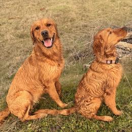 Golden Retriever All Grown Up from Heartwood Goldens