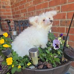Gianni Long Star Angel - White male Chinese Crested puppy in Amarillo, Texas from Victoria's Chinese Cresteds Long Star Angels