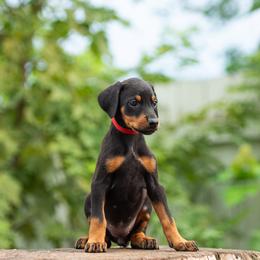 Kensi - Black and rust female Doberman Pinscher puppy in Biglerville, Pennsylvania from Saxbell Dobermans