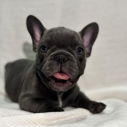 Girl 2 - Blue female French Bulldog puppy in Walnut, California from Flores Frenchies