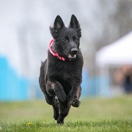 Roulette - German Shepherd