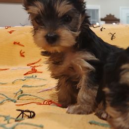 Bloodhound and Yorkshire Terrier Puppies from Buckingham Bloodhounds