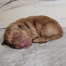 TBD - Dark golden male Golden Retriever puppy in Scurry, Texas from 07 Seven Oaks Goldens and Doodles