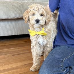 Georgia Belle - Apricot female Goldendoodle puppy in Roy, Utah from Doodles are Amazing