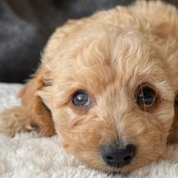 Poodles from Emerald City Poodles & Doodles