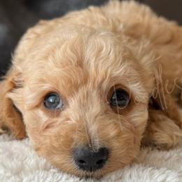 Poodles from Emerald City Poodles & Doodles