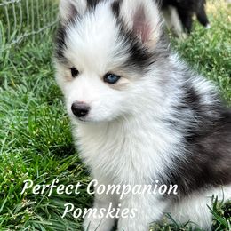 Pomsky Puppies from Perfect Companion Pomskies